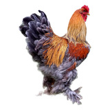 Ovos Ferteis Brahma White