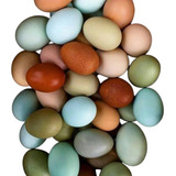 Ovos Ferteis Coloridos Azuis