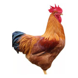 Raças
