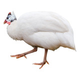 12un