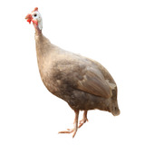 Un