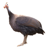 Un