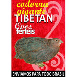 Tibetan