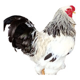 Ovos Férteis galados De Galinha Brahma Raça Pura
