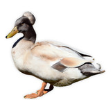 Un
