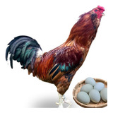 Ovos Ferteis Gsb Ameraucana