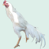 barrigueiro
