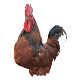 Ovos Ferteis Rhode Island