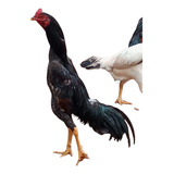 Ovos Galado De Galo