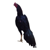Ovos Galado De Galo Índio Tailandês Costeiro Barrigueiro 16u