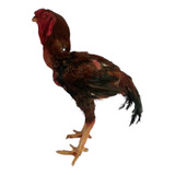 Ovos Galado Índio Gigante Malaio