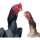 Ovos Galados 4
