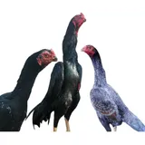 Ovos Galados Shamo