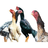 Ovos Galados Indio Shamo