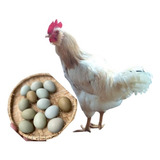 Ovos Galados Ameraucana 32 Unidades Raça Pura