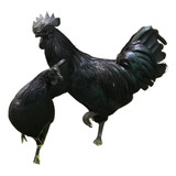 Ovos Galados Ayam Cemani Aves De Raça Pura Kit 12 Ovos