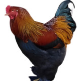 Galinha