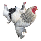 Pura