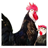 Ovos Galados Cara De