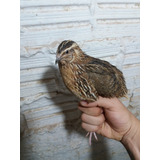Ovos Galados Codornas Gigante