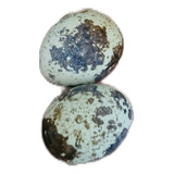 Ovos Galados Codornas Gigantes 30