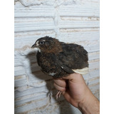 Ovos Galados Codornas Gigantes 50 Ovos