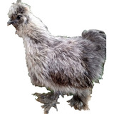 Silkie