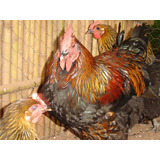 Ovos