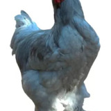 Ovos Galados De Brhama