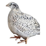 Ovos Galados De Codorna Gigante 30 Unidades