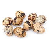Japonica