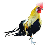 Ovos Galados De Galinha Da Raça Fenix