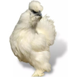 Ovos