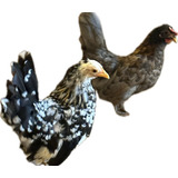 Ovos