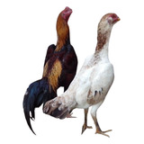 Ovos Galados De Galo