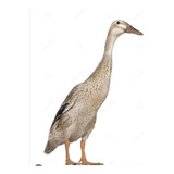 Indiano
