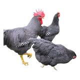 Ovos Galados De Plymowth Rock Barrado