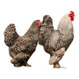 Ovos Galados De Raça Pura Brahma Barrada Kit 1 Dúzia