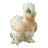 Ovos