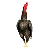 Ovos
