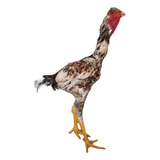 Índio