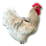 Brinde