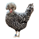 Carijo