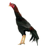 Ovos