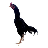 Ovos Galados Fertéis De Shamo Teramoto Galo Preto