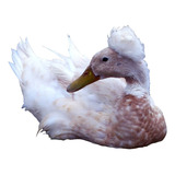 Ovos Galados Férteis Marreco Pompom 7 Und 