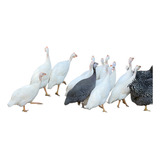 Ovos Galados Galinha Angola