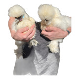 Silkie
