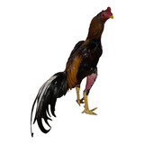 Espora