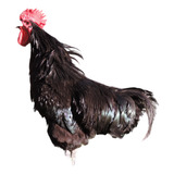 Ovos